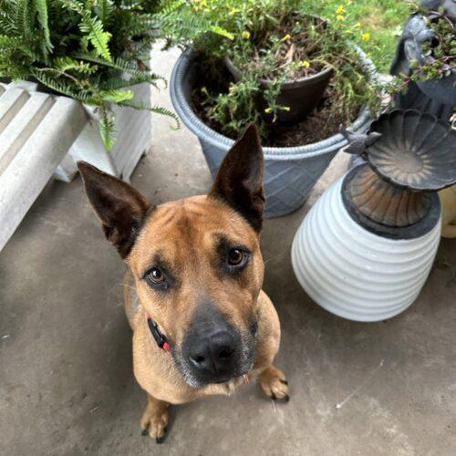Reba, Adoptable, Young Female German Shepherd Dog & Mixed Breed.