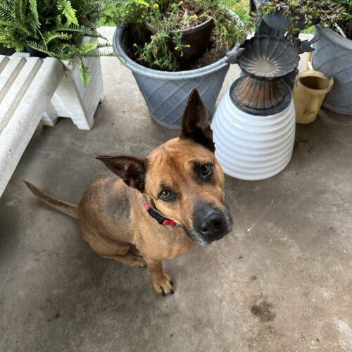 Reba, a Adoptable mixed breed in Edmond, OK image 4/5