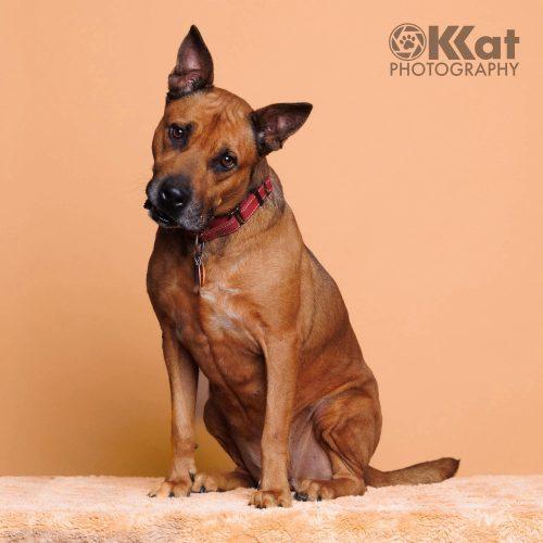 Reba, a Adoptable mixed breed in Edmond, OK image 4/5