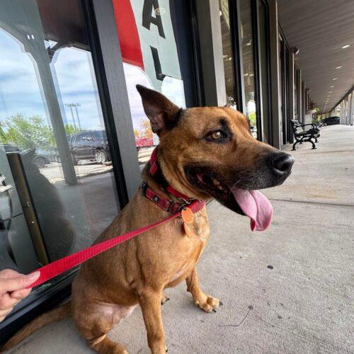 Reba, a Adoptable mixed breed in Edmond, OK image 3/5