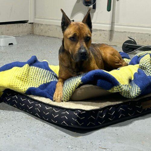 Reba, a Adoptable mixed breed in Edmond, OK image 5/5