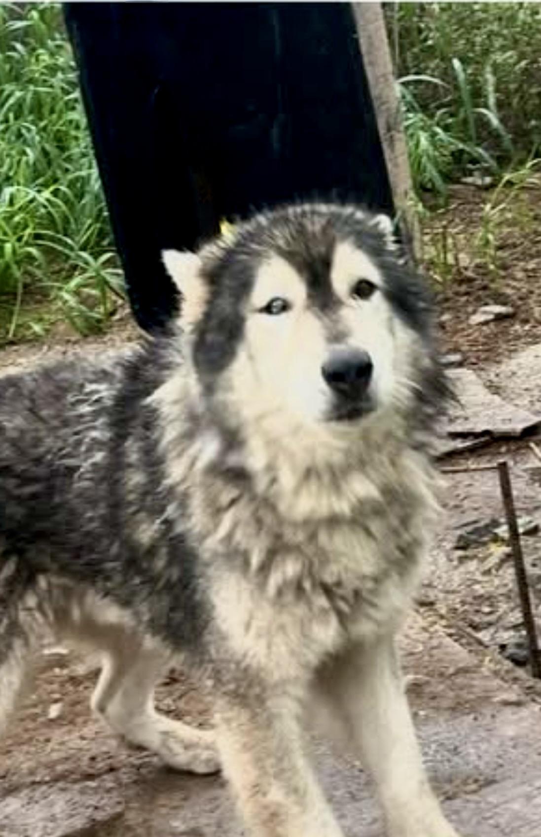 Enlarge Lazarus, a Adoptable Siberian Husky in Steubenville, OH image 2/6