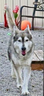 Lazarus, Adoptable, Adult Male Siberian Husky.