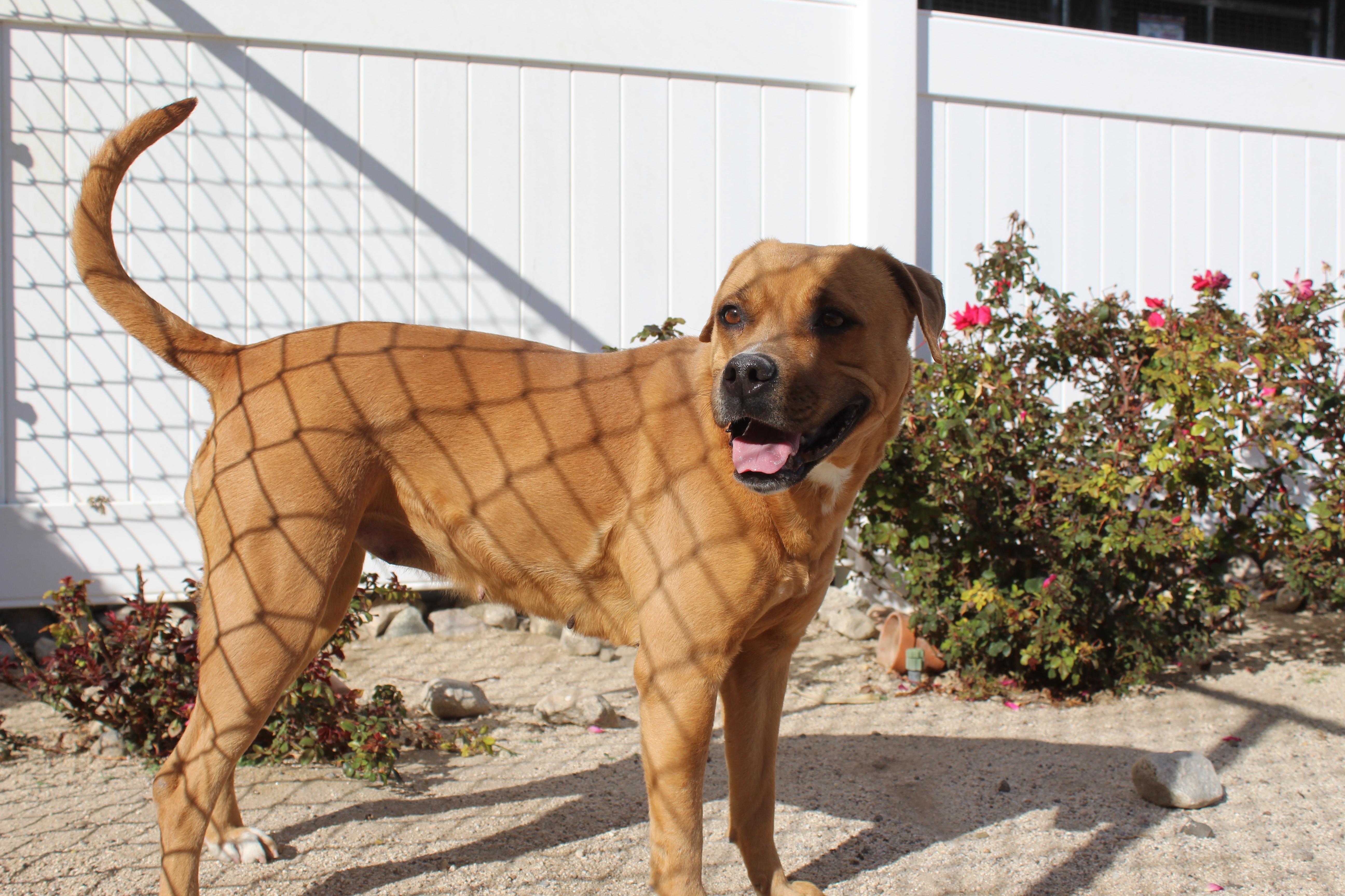 Enlarge Cindy [Solo Dog], a ADOPTABLE mixed breed in Yucca Valley, CA image 2/5