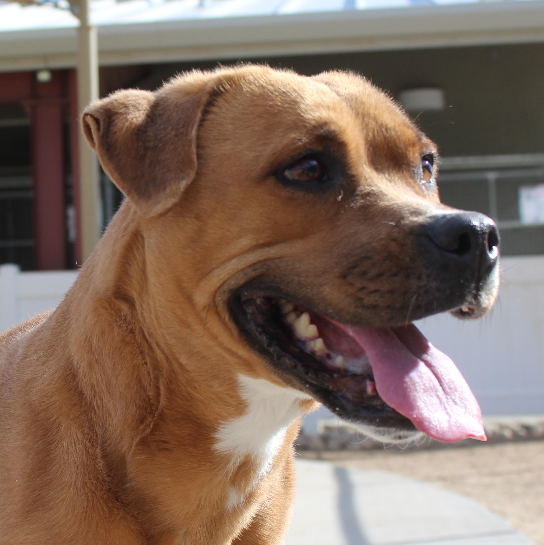 Cindy [Solo Dog], ADOPTABLE, Adult Female Boxer & American Staffordshire Terrier.