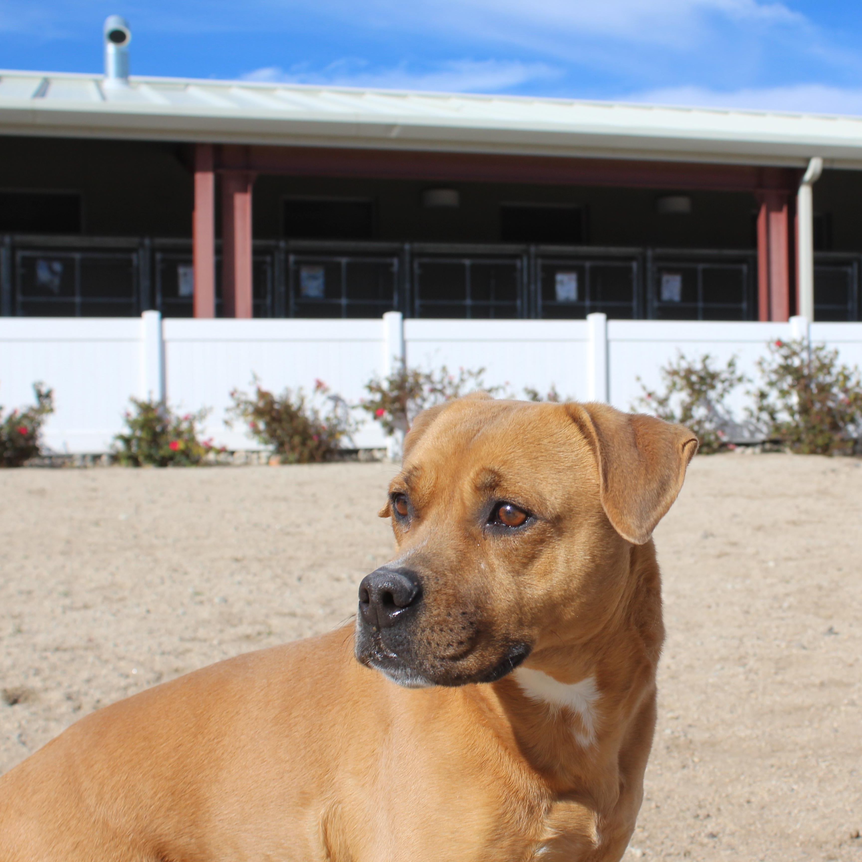 Enlarge Cindy [Solo Dog], a ADOPTABLE mixed breed in Yucca Valley, CA image 5/5