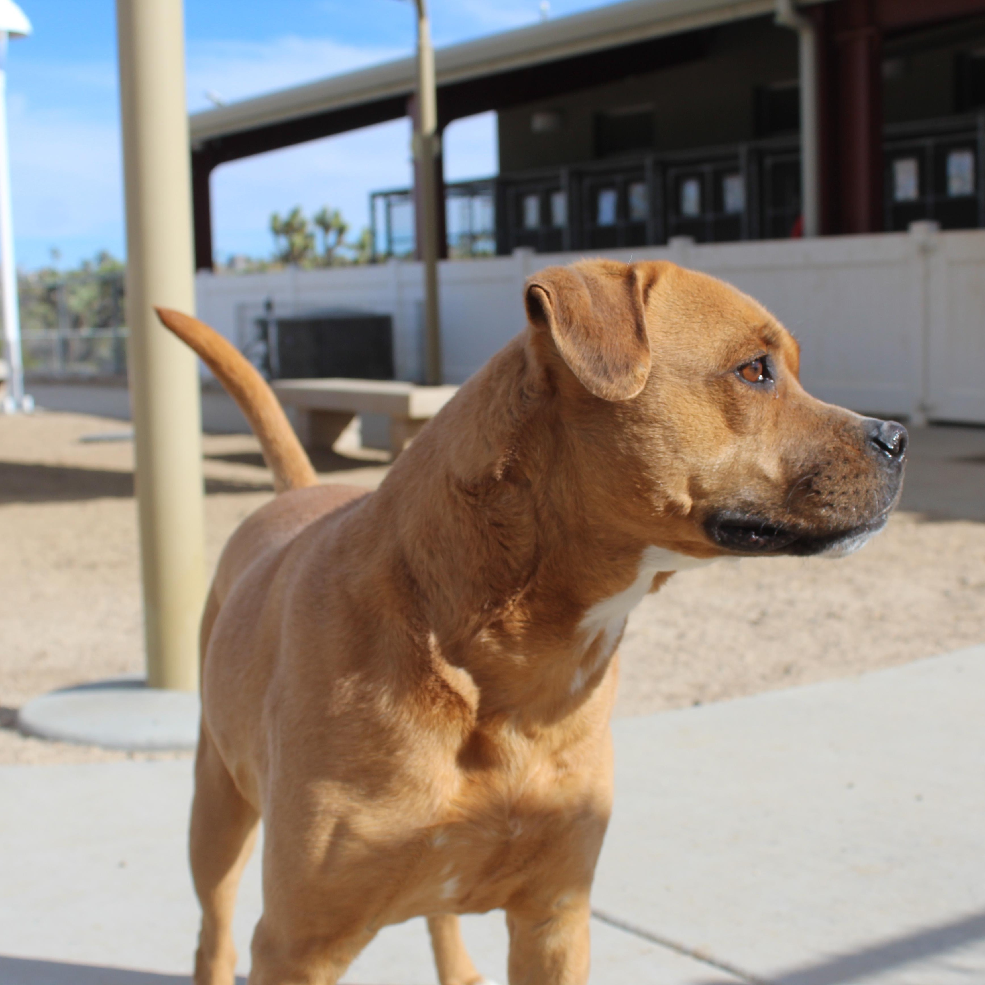 Enlarge Cindy [Solo Dog], a ADOPTABLE mixed breed in Yucca Valley, CA image 4/5