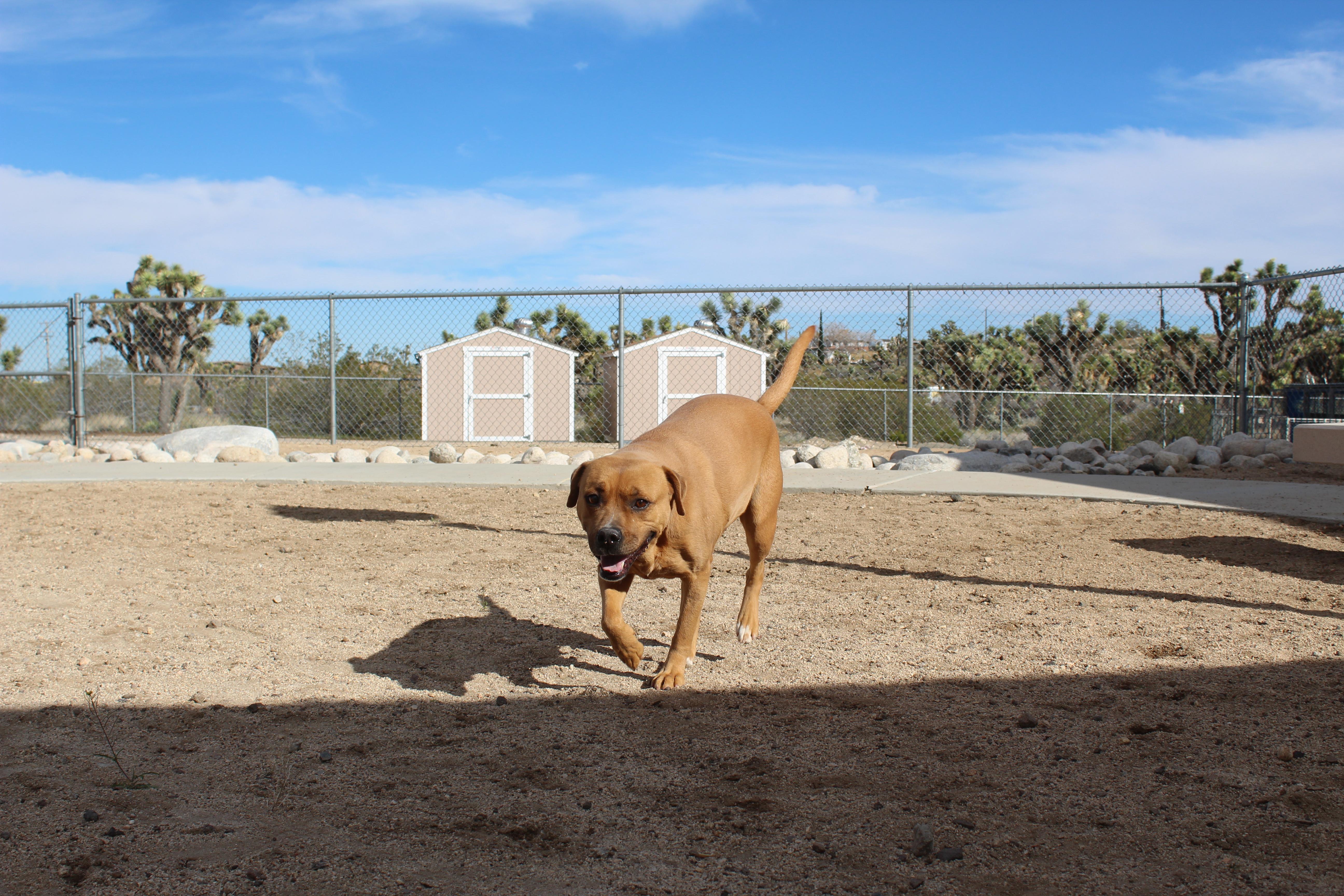 Enlarge Cindy [Solo Dog], a ADOPTABLE mixed breed in Yucca Valley, CA image 3/5