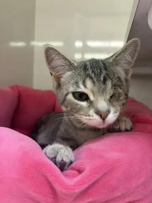 Henry, Adoptable, Kitten Male Domestic Short Hair.