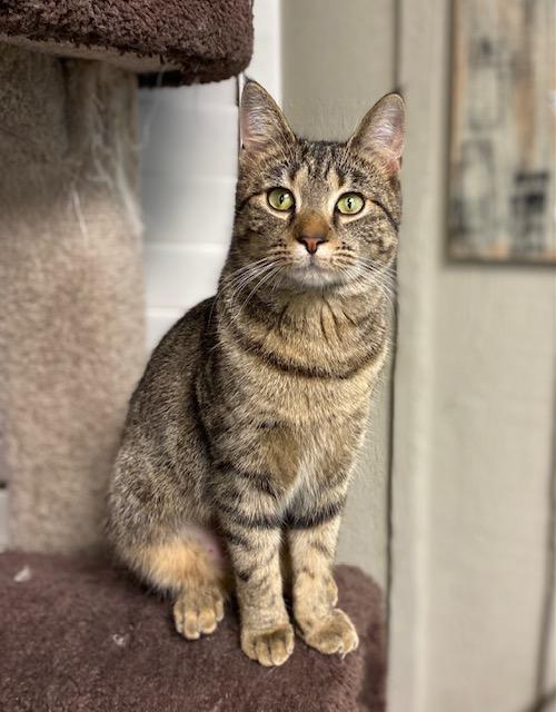 Lexus, adopted, Young Female Domestic Short Hair.