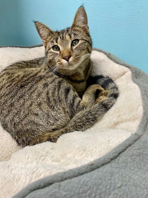 Enlarge Lexus, an adopted Domestic Short Hair in Memphis, TN image 3/4