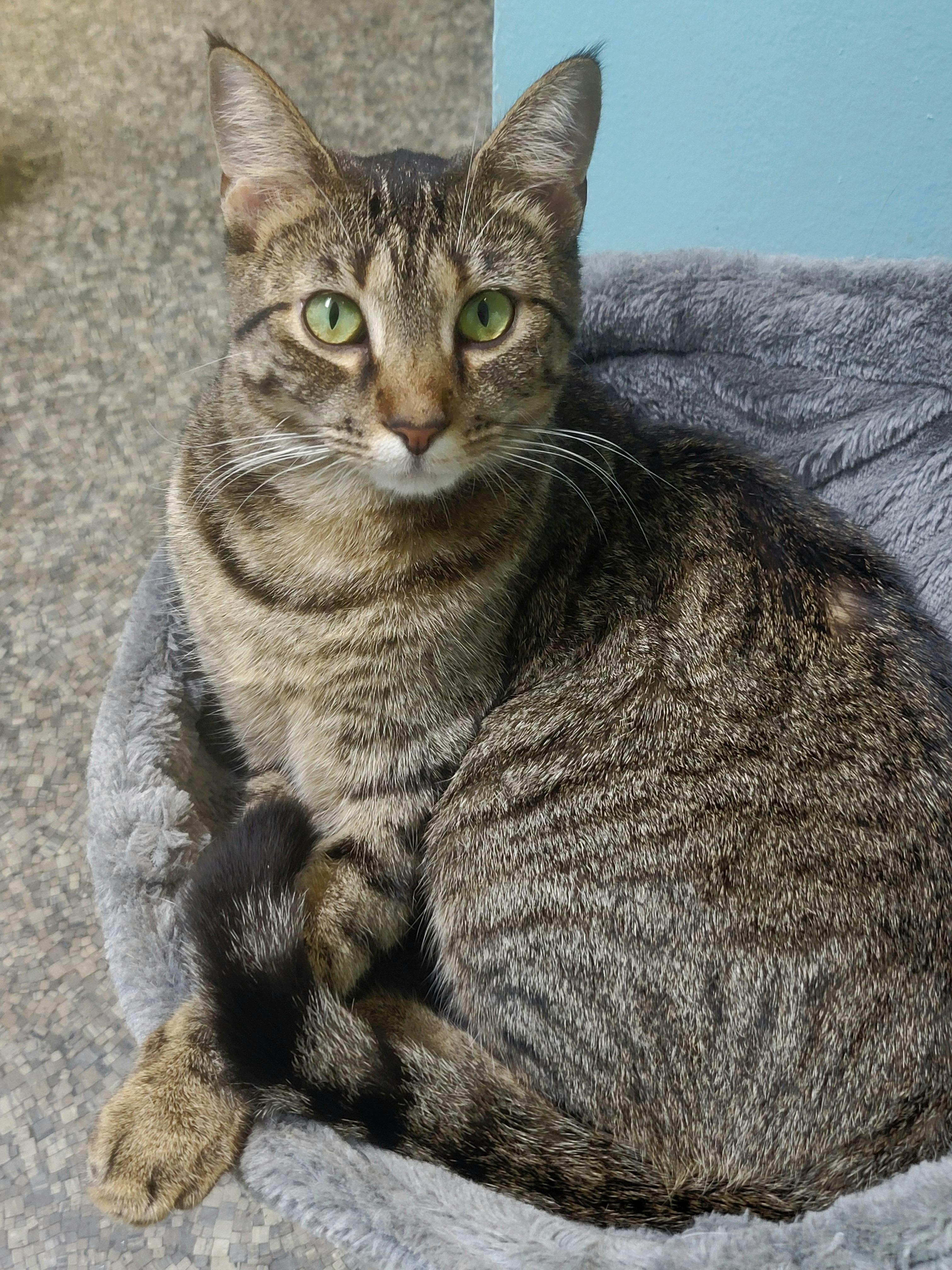 Lexus, an adoptable Domestic Short Hair in Memphis, TN image 5/5