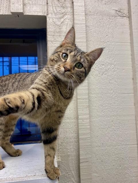 Enlarge Lexus, an adopted Domestic Short Hair in Memphis, TN image 2/4