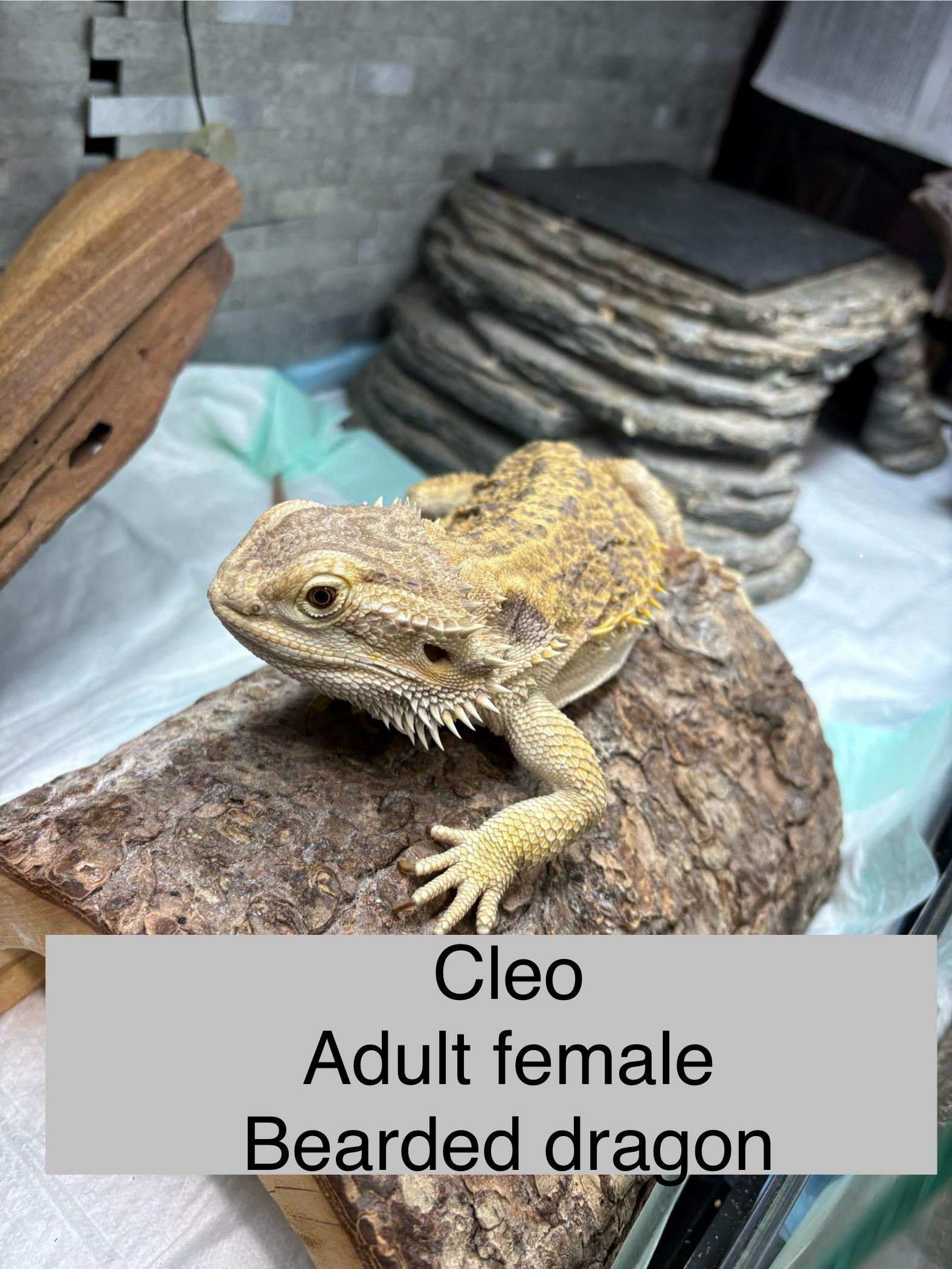 Cleo, Adult Female unknown