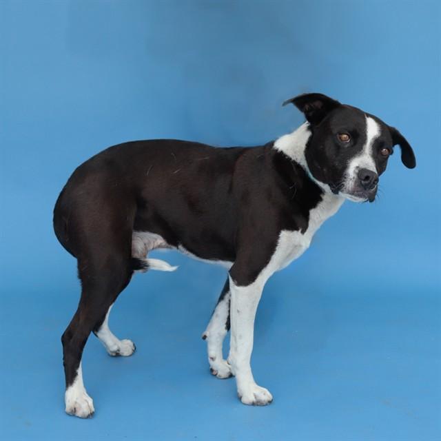 ABE, Adoptable, Adult Male Pit Bull Terrier.