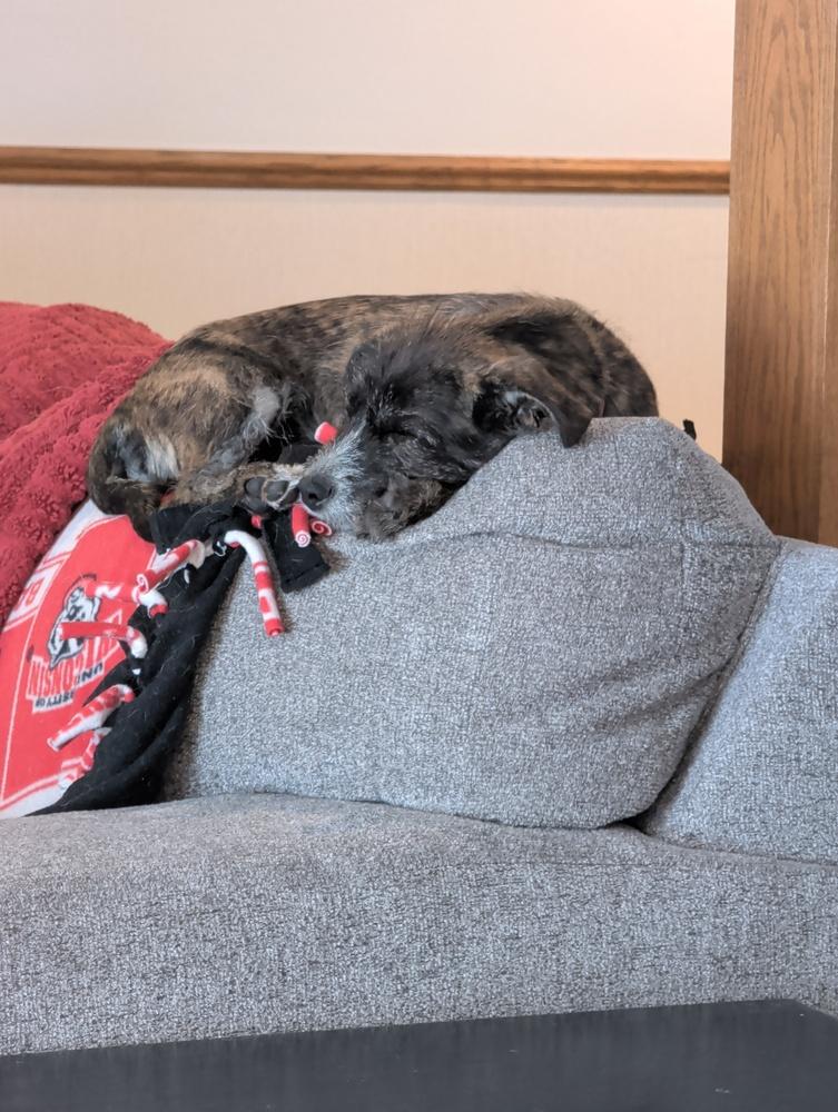 Enlarge Valenciah, a Adoptable mixed breed in Waunakee, WI image 1/6