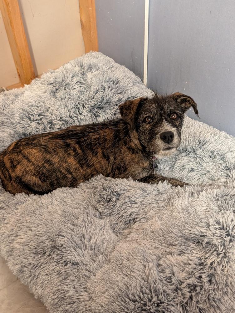 Enlarge Valenciah, a Adoptable mixed breed in Waunakee, WI image 2/6