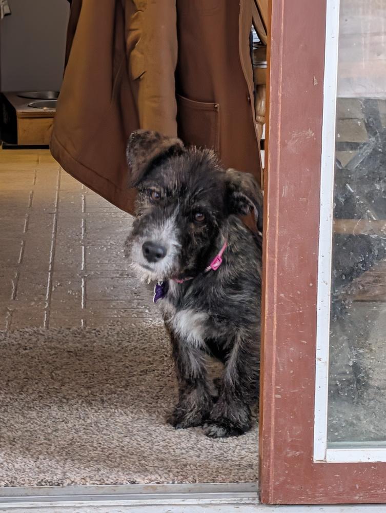 Enlarge Valenciah, a Adoptable mixed breed in Waunakee, WI image 3/6