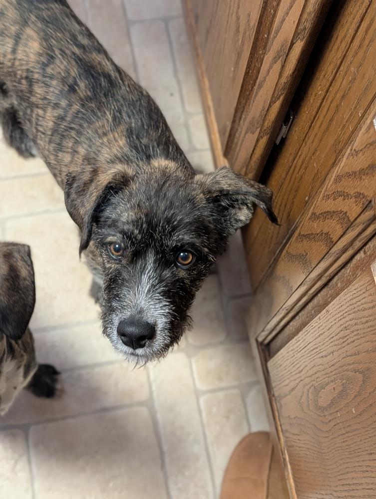 Enlarge Valenciah, a Adoptable mixed breed in Waunakee, WI image 4/6