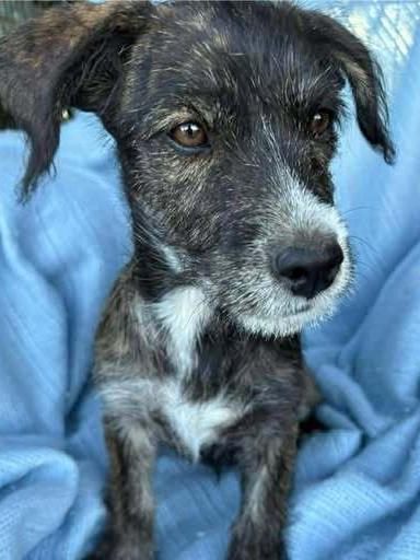 Enlarge Valenciah, a Adoptable mixed breed in Waunakee, WI image 5/6