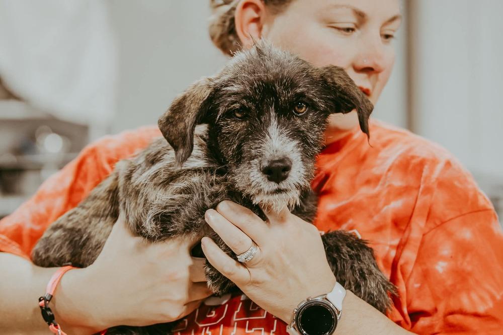 Enlarge Valenciah, a Adoptable mixed breed in Waunakee, WI image 6/6