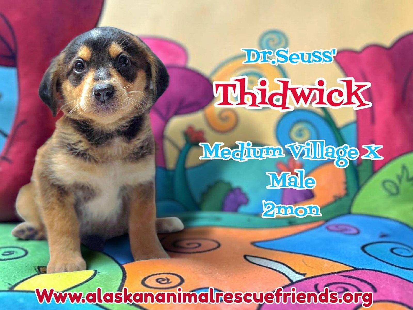 Dr. Suess Litter - Thidwick, Adopted, Puppy Male Husky & Corgi.