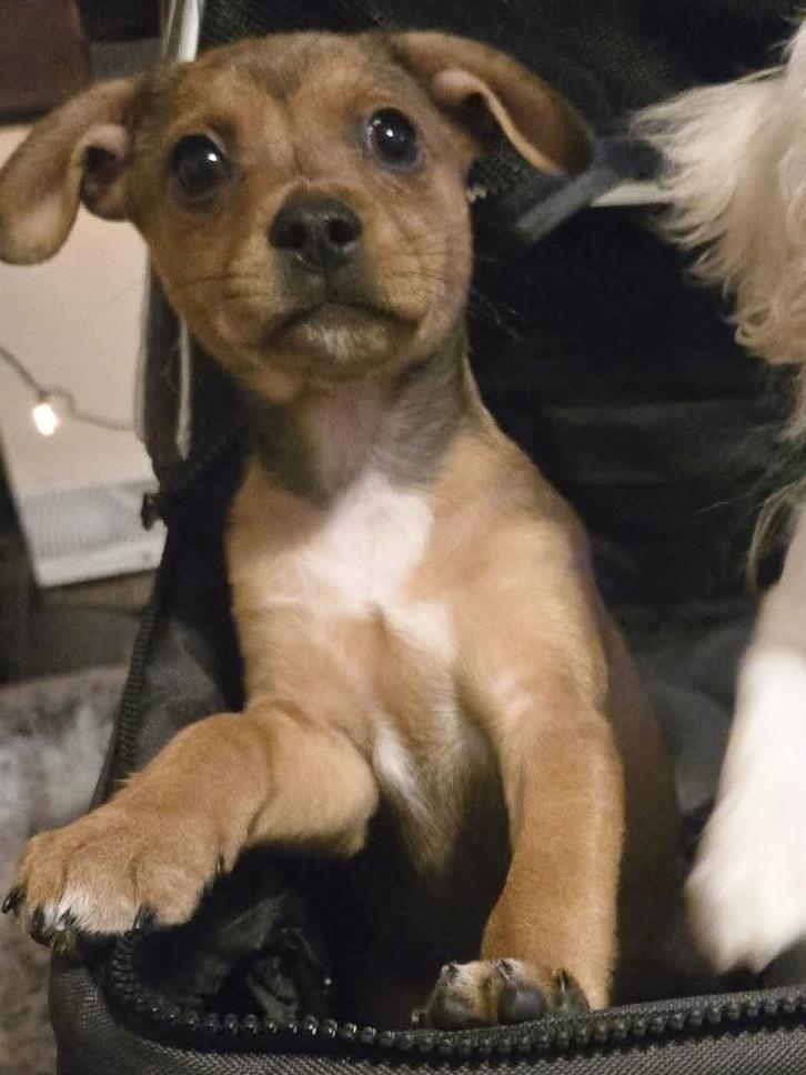 Enlarge Carrie, a Adoptable mixed breed in Union Grove, WI image 1/6