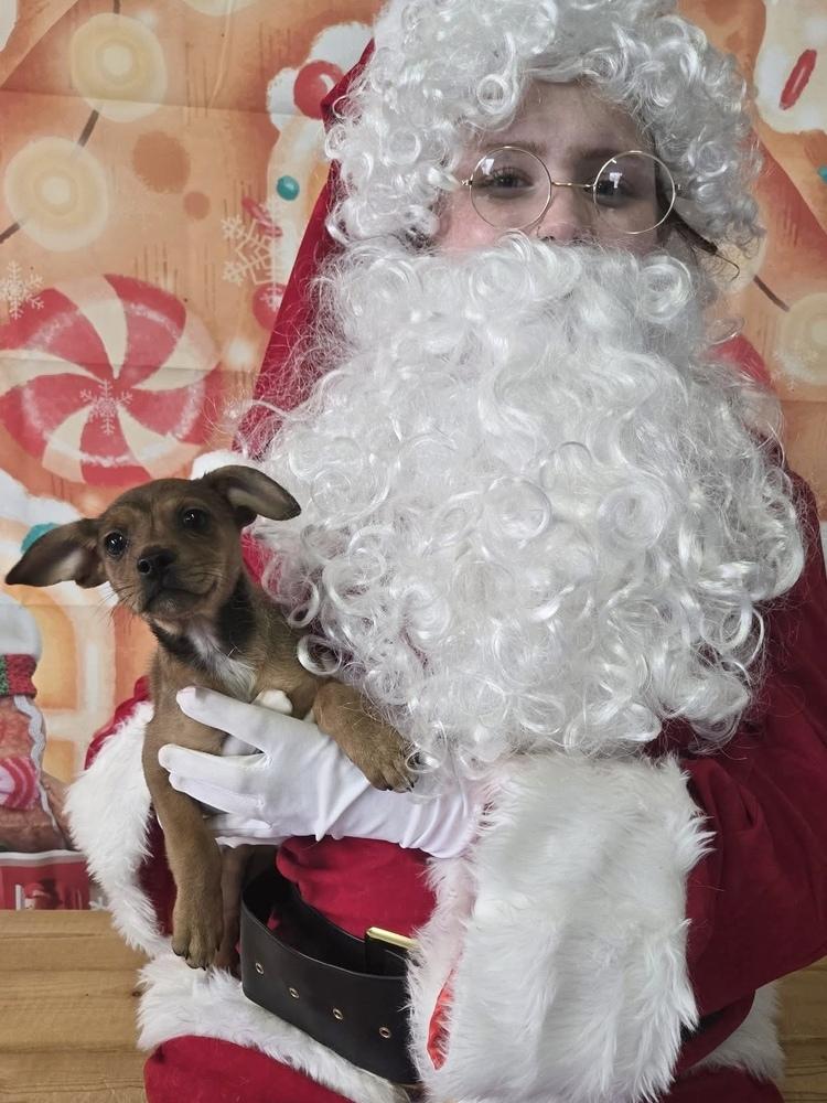 Enlarge Carrie, a Adoptable mixed breed in Union Grove, WI image 3/6