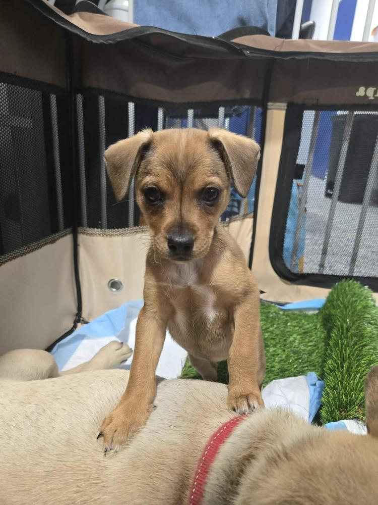 Enlarge Carrie, a Adoptable mixed breed in Union Grove, WI image 4/6