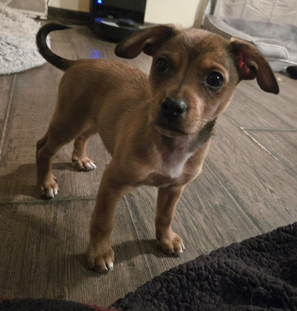 Enlarge Carrie, a Adoptable mixed breed in Union Grove, WI image 5/6