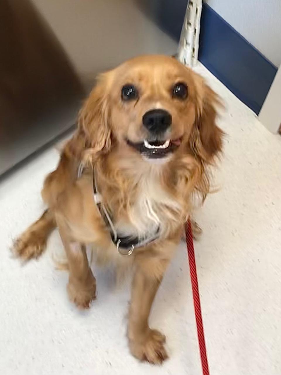 Boston, Adoptable, Adult Male Spaniel.