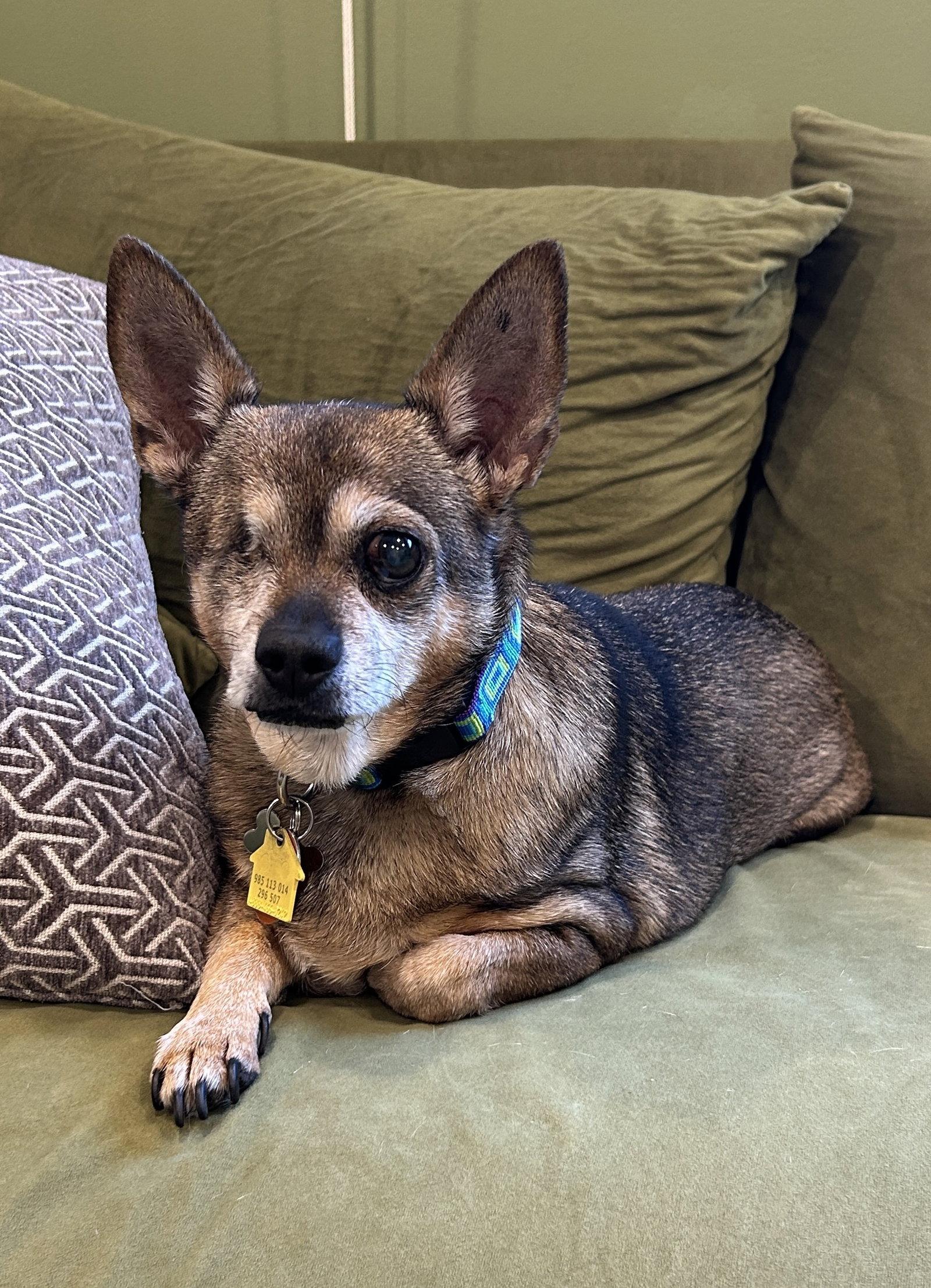 Enlarge Nugget, a Adoptable Chihuahua in Lincoln, NE image 1/3