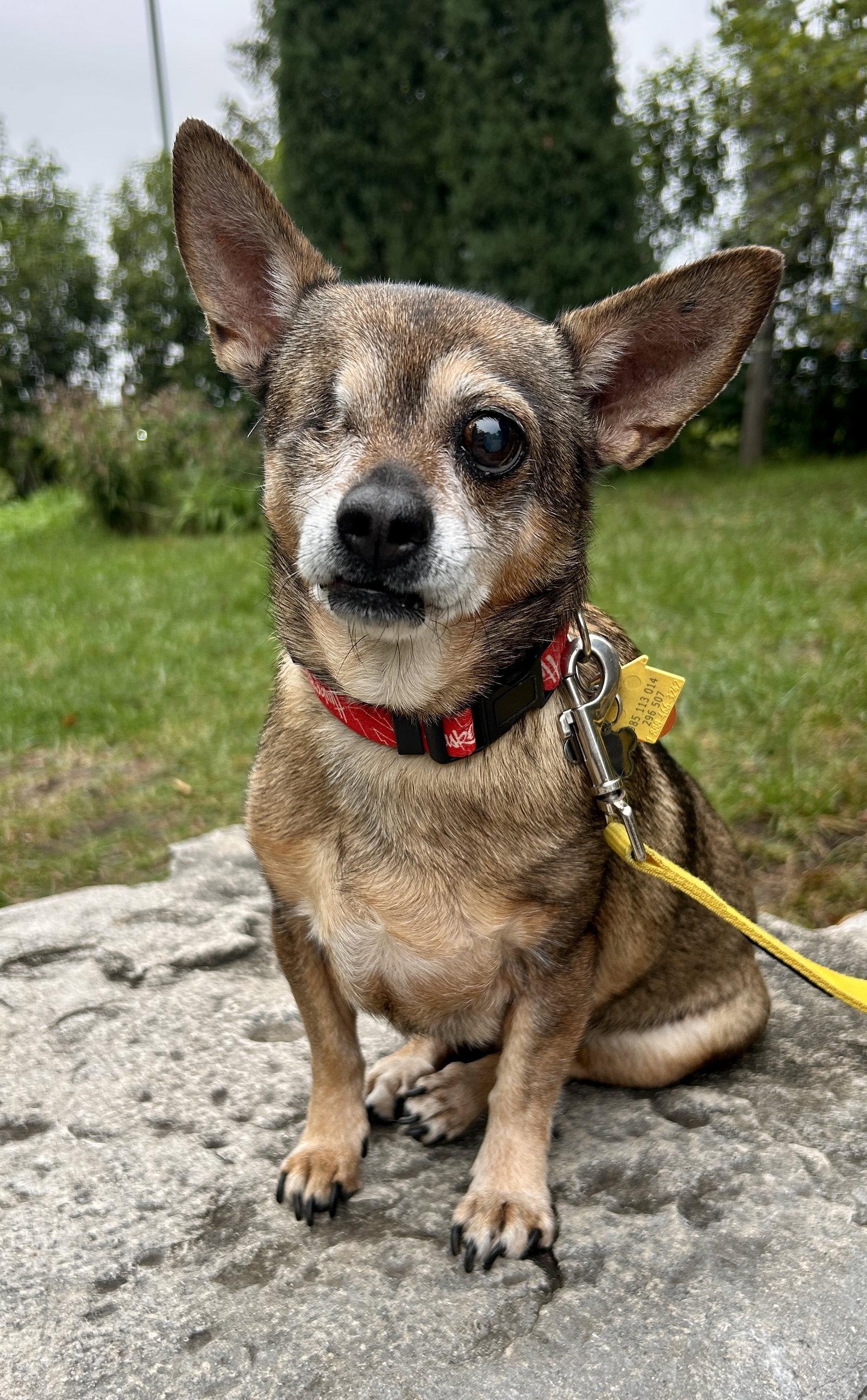 Enlarge Nugget, a Adoptable Chihuahua in Lincoln, NE image 2/3