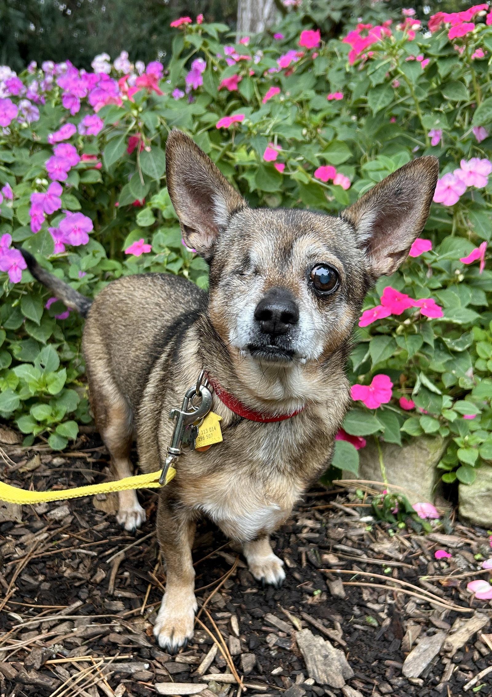 Enlarge Nugget, a Adoptable Chihuahua in Lincoln, NE image 3/3