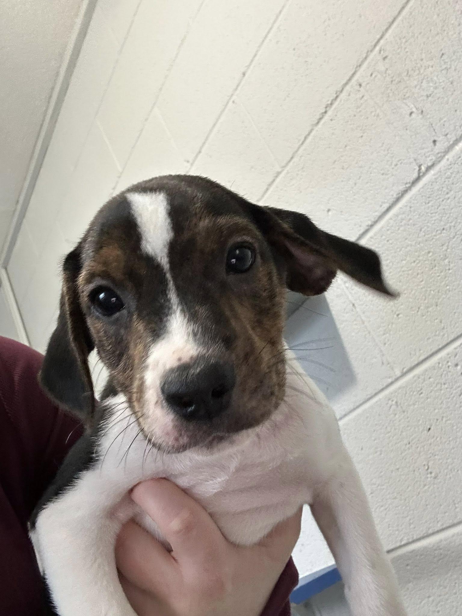 Enlarge ernest, a ADOPTABLE mixed breed in Bryson City, NC image 1/1
