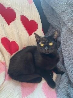 Enlarge MORTICIA, a Adoptable Domestic Short Hair in Westminster, MD image 1/1