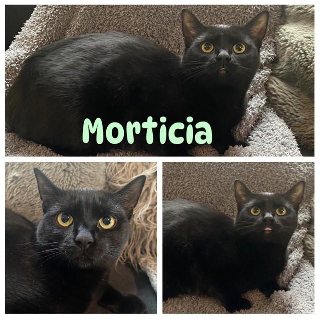 MORTICIA, Adoptable, Young Female Domestic Short Hair.