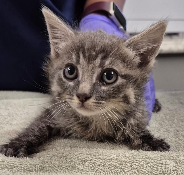 SYLUS, Adoptable, Kitten Male Domestic Short Hair.
