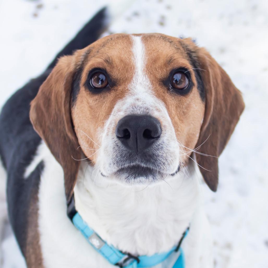 Boomer, Adoptable, Adult Male Beagle.