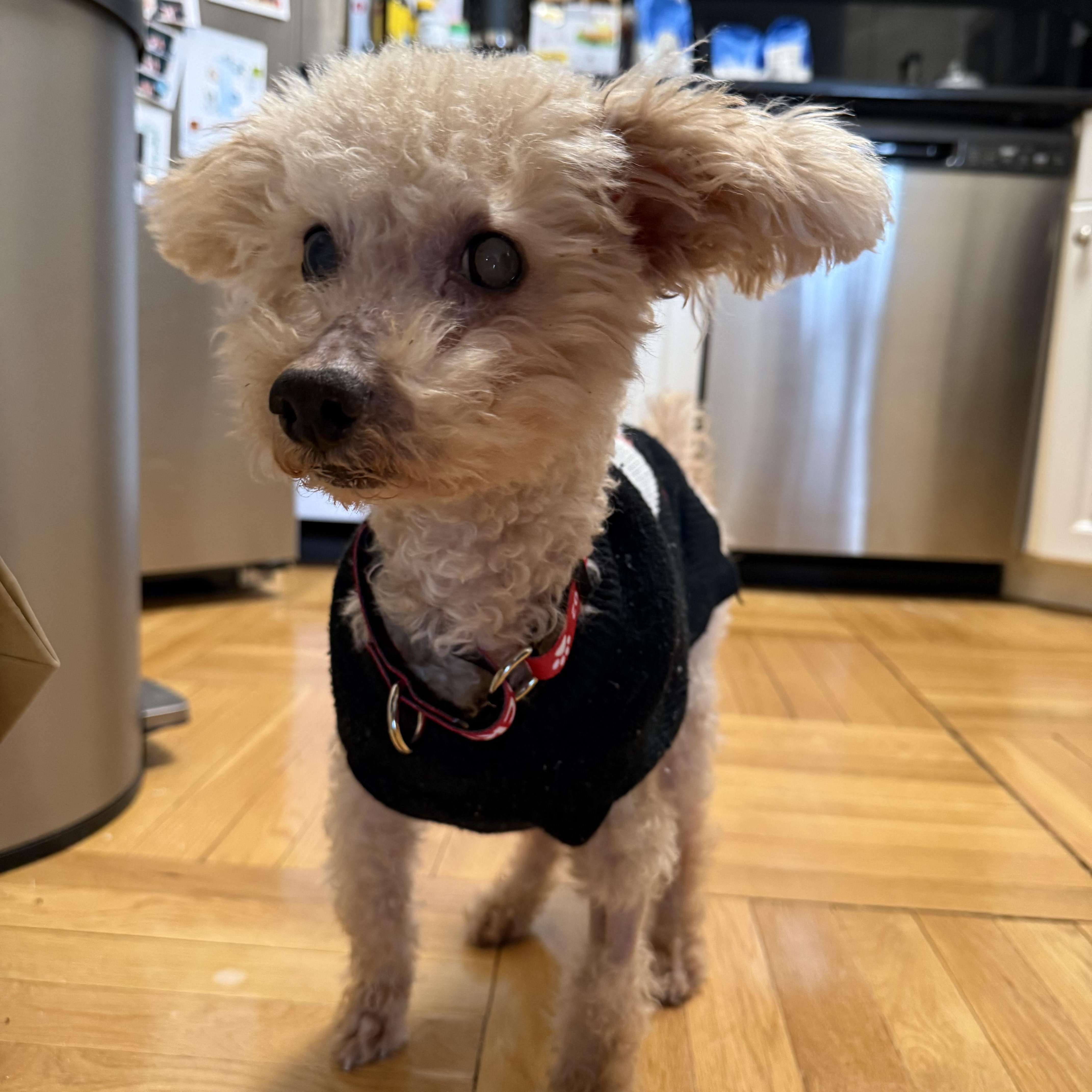 Tompkins, adopted, Senior Male Miniature Poodle.