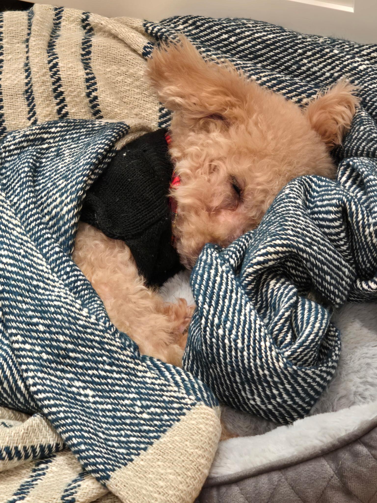 Enlarge Tompkins, an adopted mixed breed in Stamford, CT image 3/6