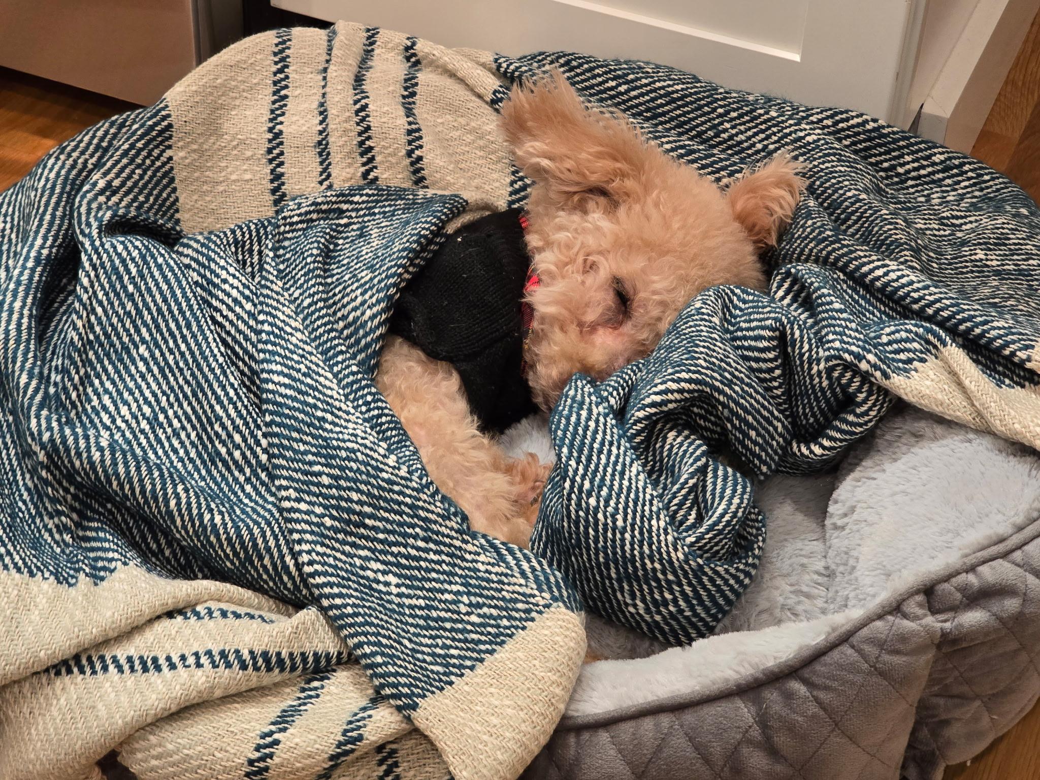 Enlarge Tompkins, an adopted mixed breed in Stamford, CT image 2/6