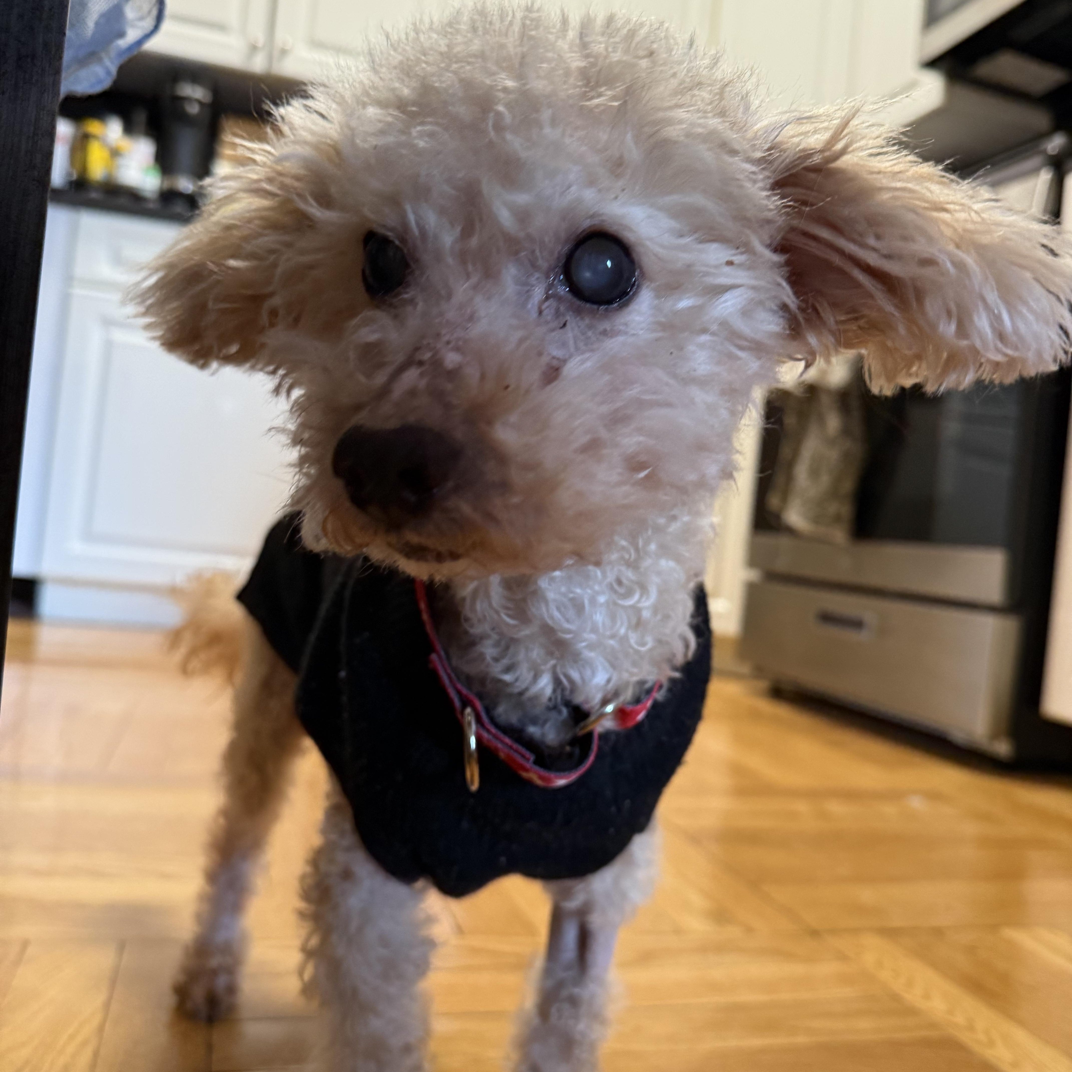 Enlarge Tompkins, an adopted mixed breed in Stamford, CT image 5/6