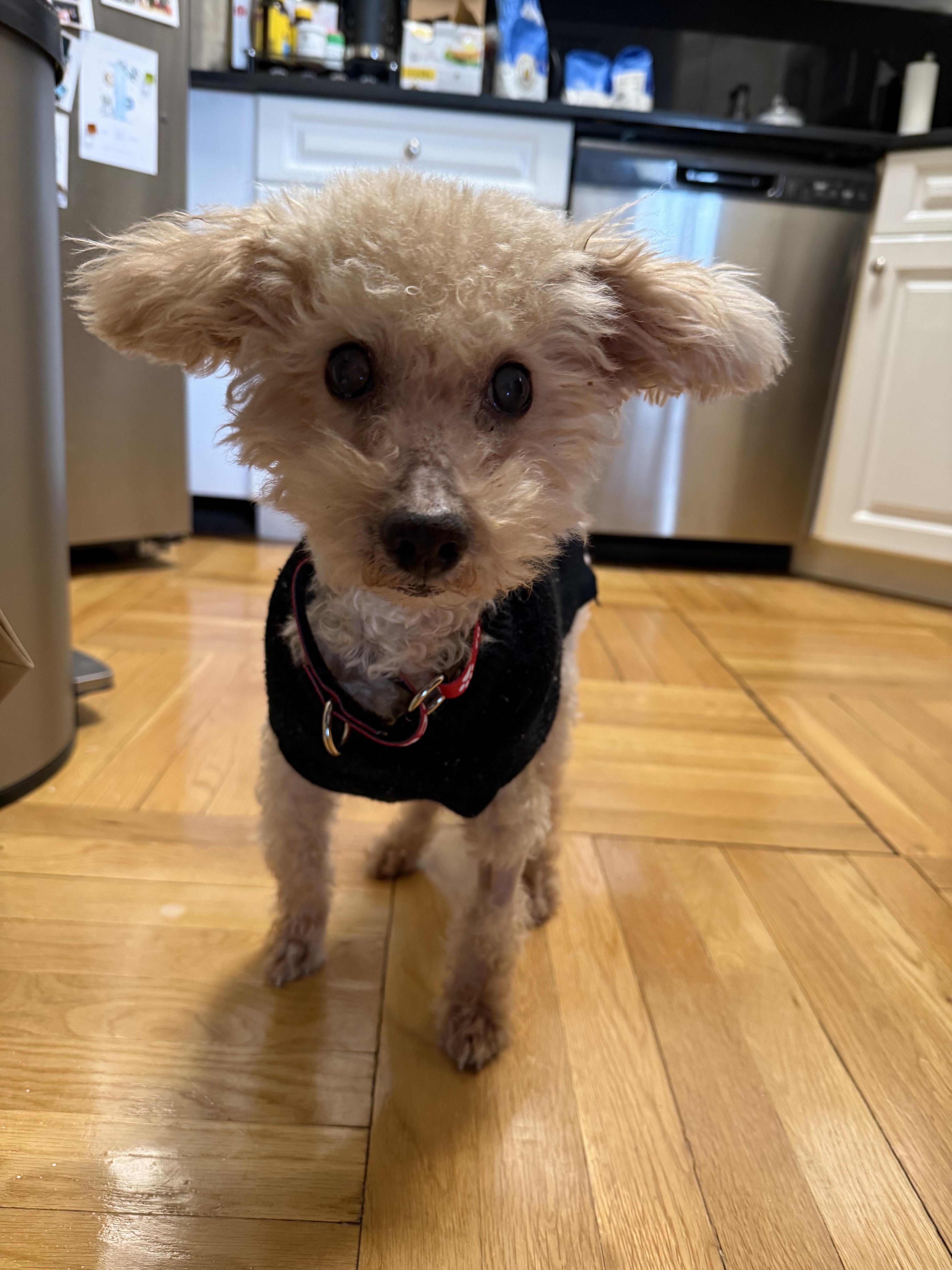 Enlarge Tompkins, an adopted mixed breed in Stamford, CT image 6/6