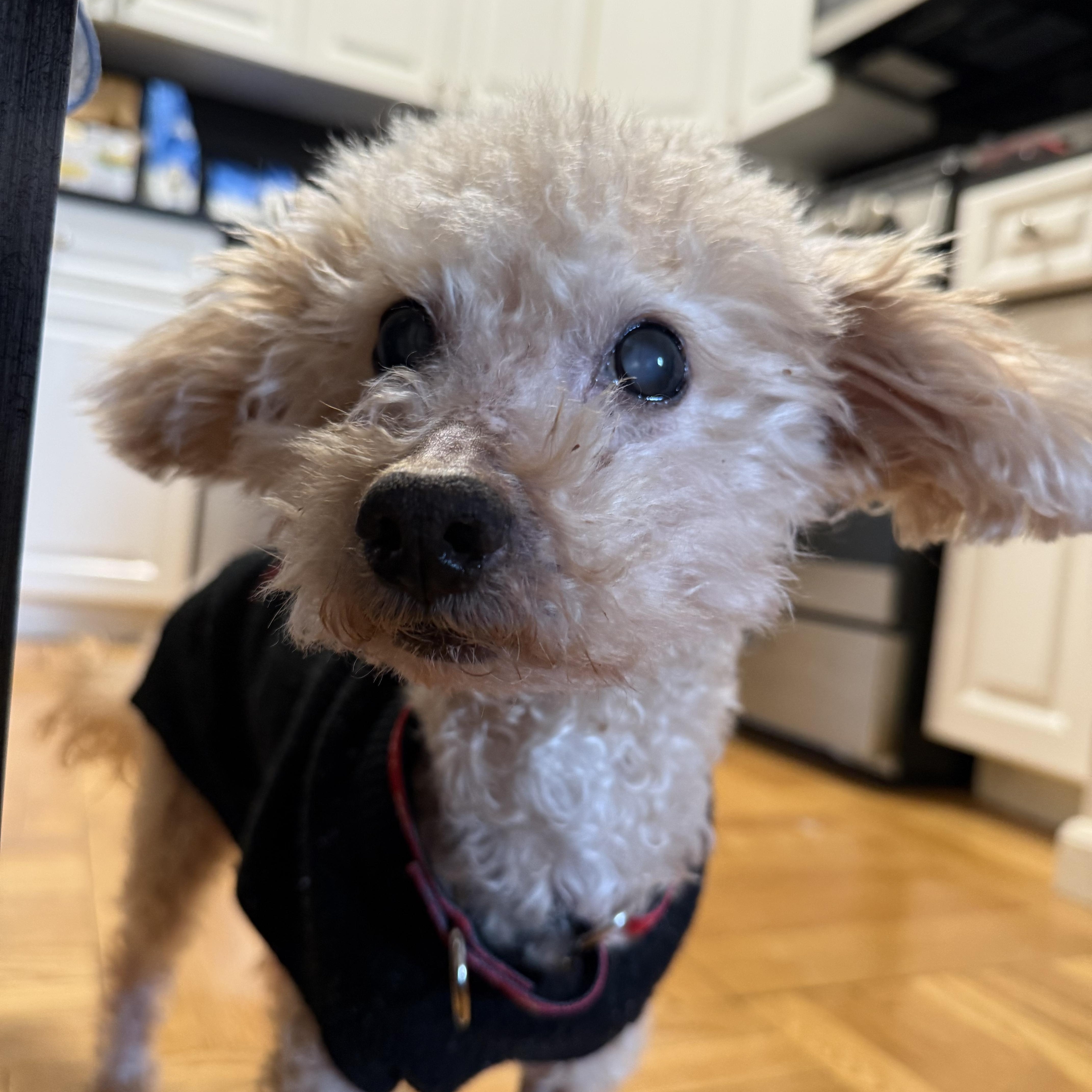 Enlarge Tompkins, an adopted mixed breed in Stamford, CT image 4/6