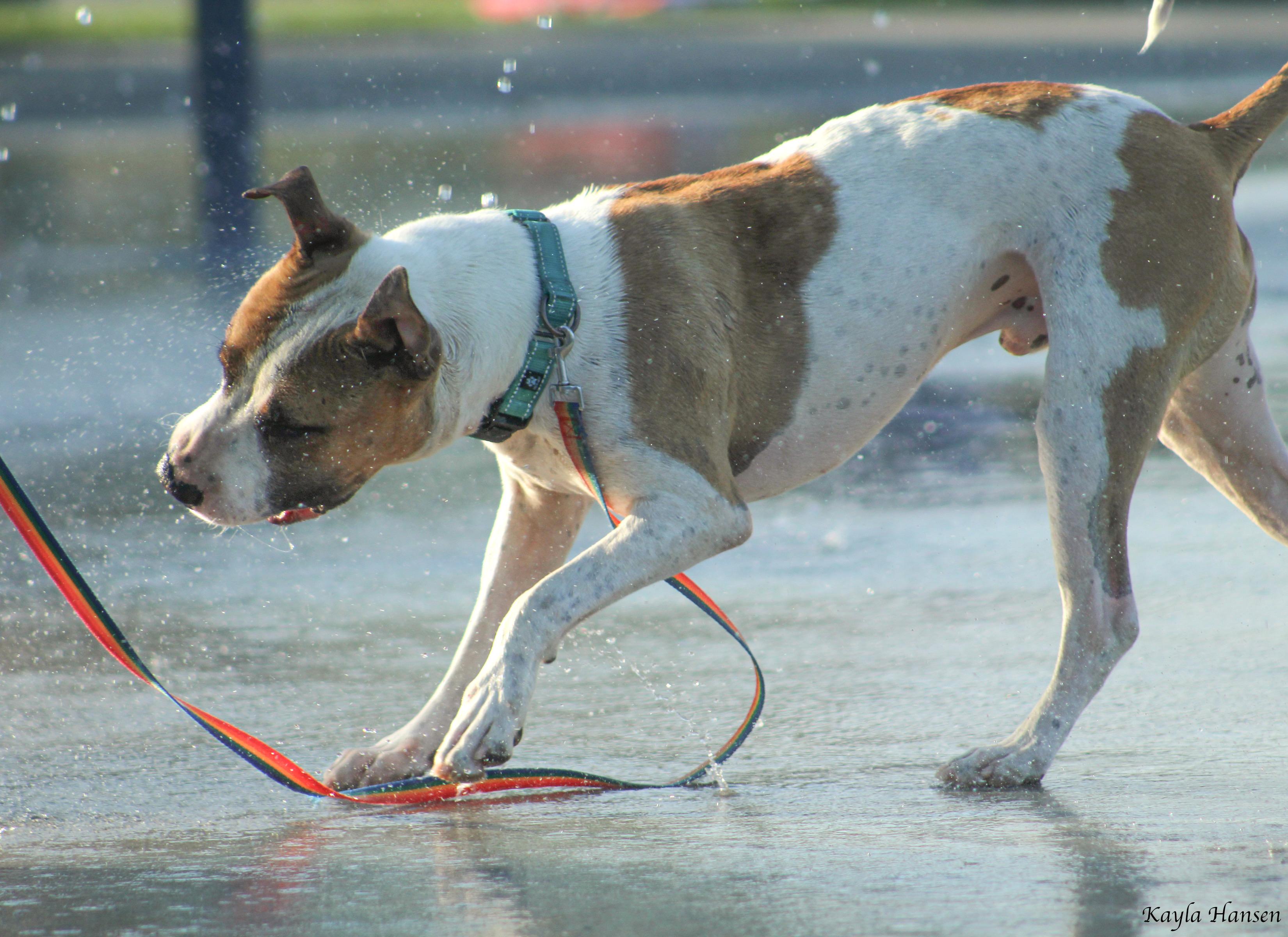 Enlarge Buster, an adoptable Pit Bull Terrier in Seattle, WA image 3/5