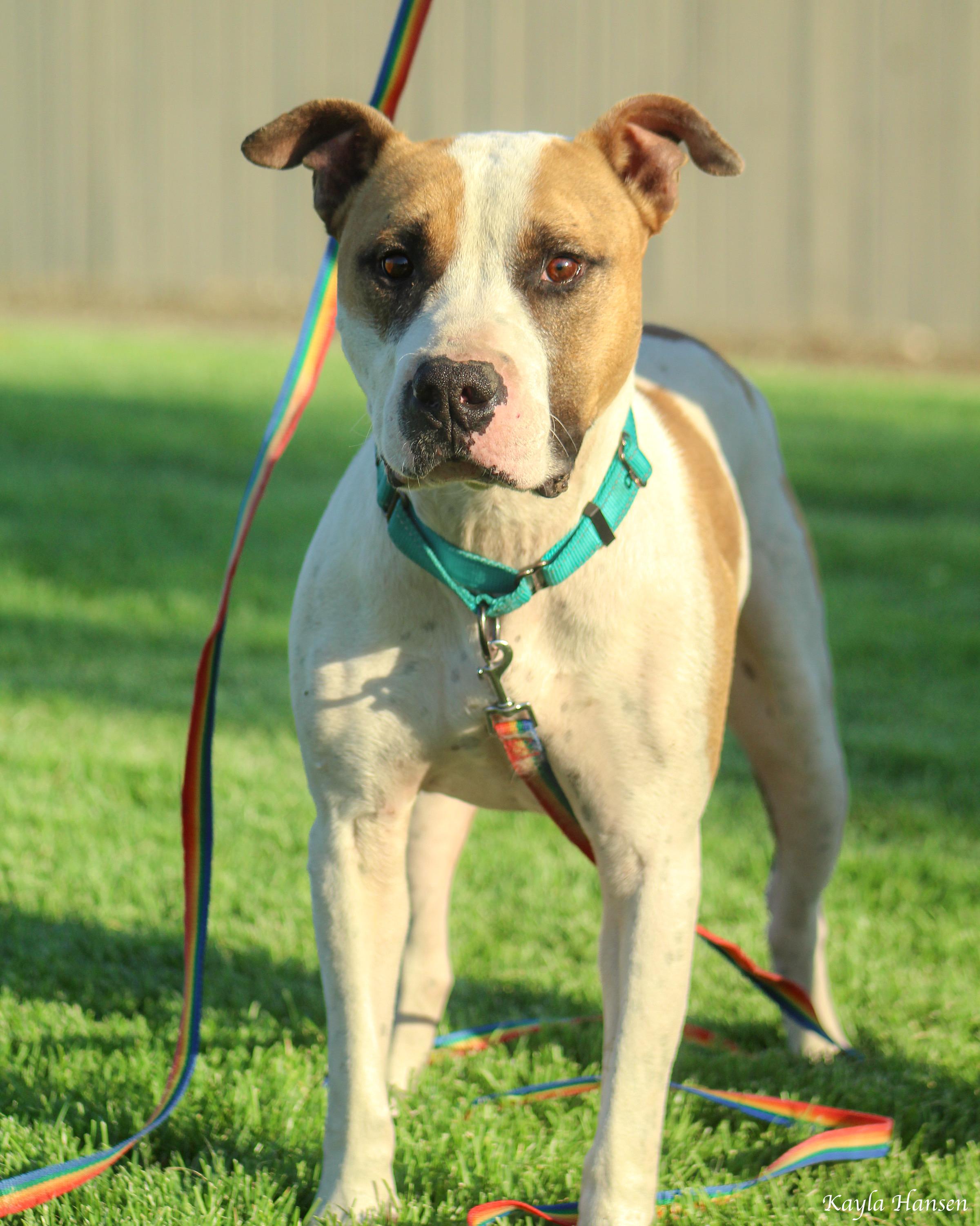 Enlarge Buster, an adoptable Pit Bull Terrier in Seattle, WA image 4/5
