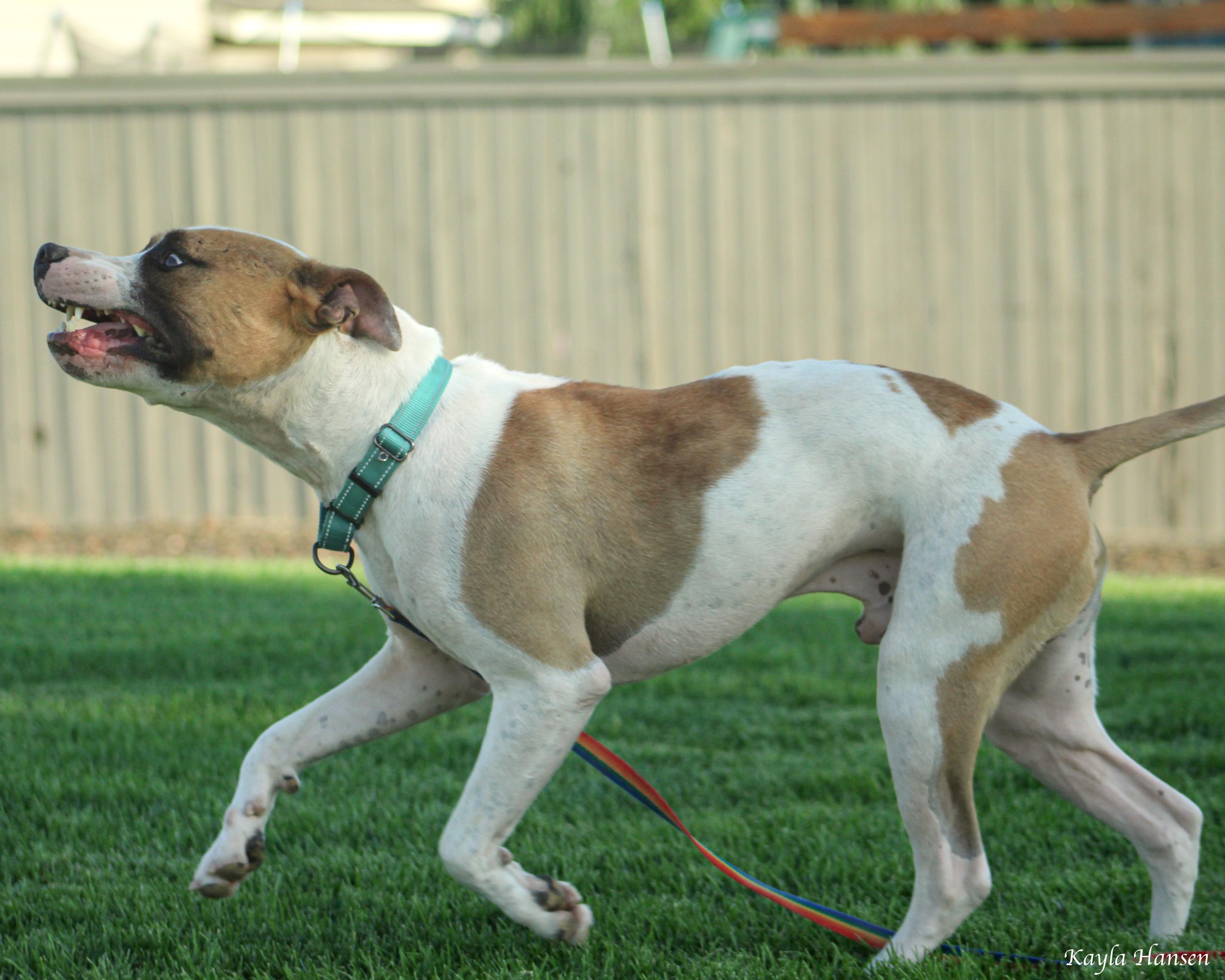 Enlarge Buster, an adoptable Pit Bull Terrier in Seattle, WA image 5/5