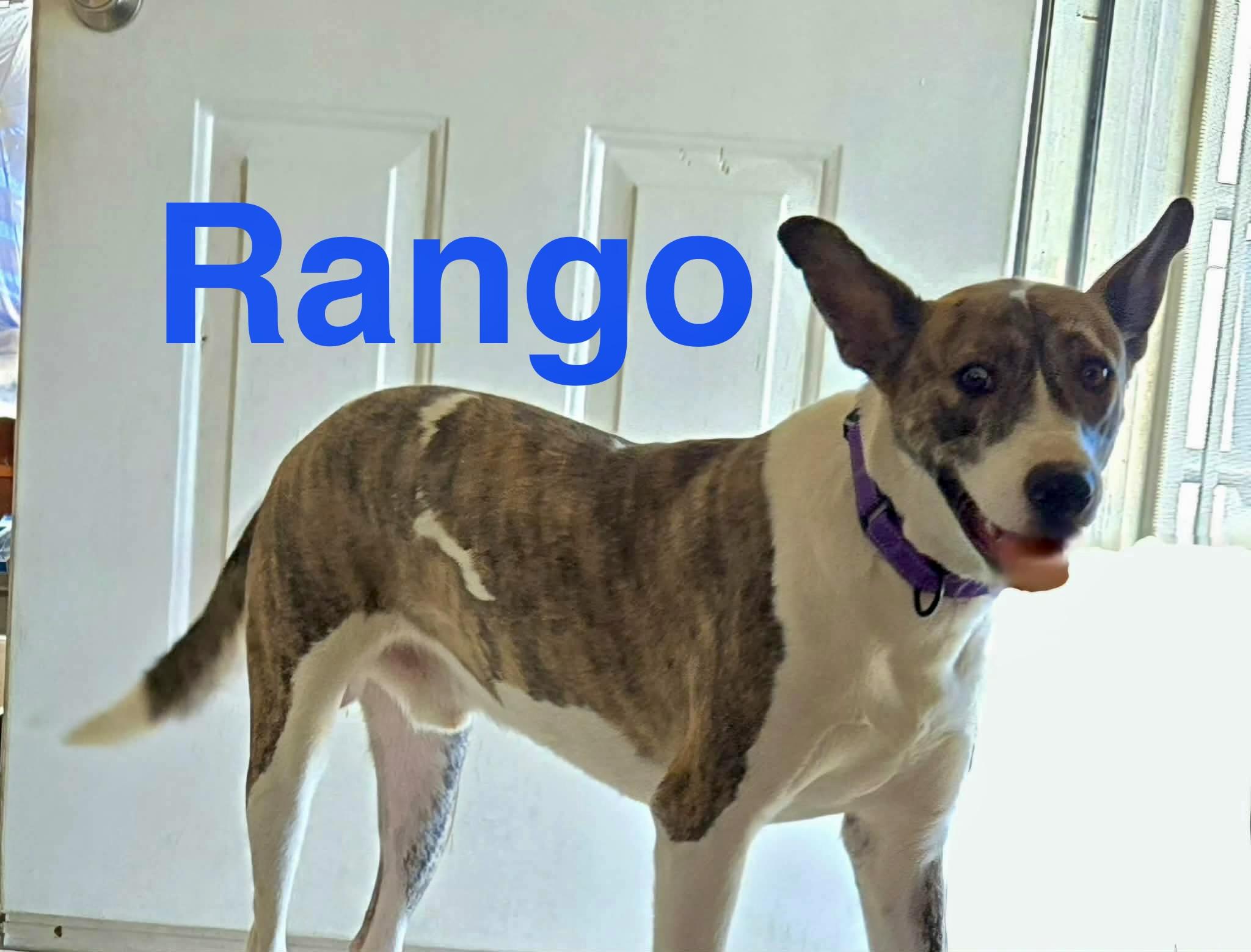 Enlarge Rango, a Adoptable mixed breed in Sierra Vista, AZ image 1/2
