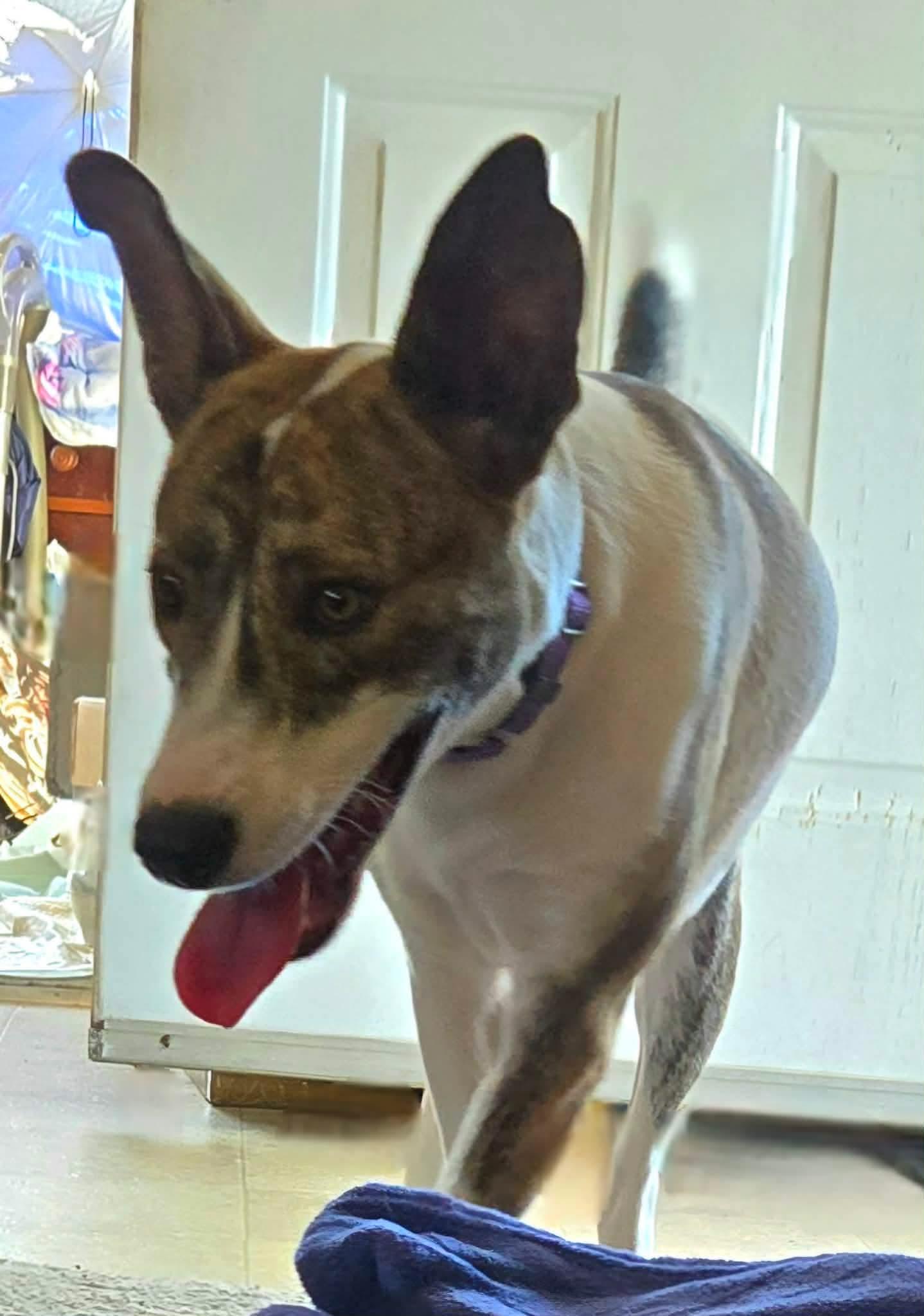 Enlarge Rango, a Adoptable mixed breed in Sierra Vista, AZ image 2/2